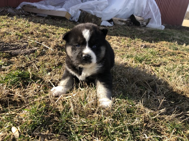 Siberian Husky puppy for sale + 60203