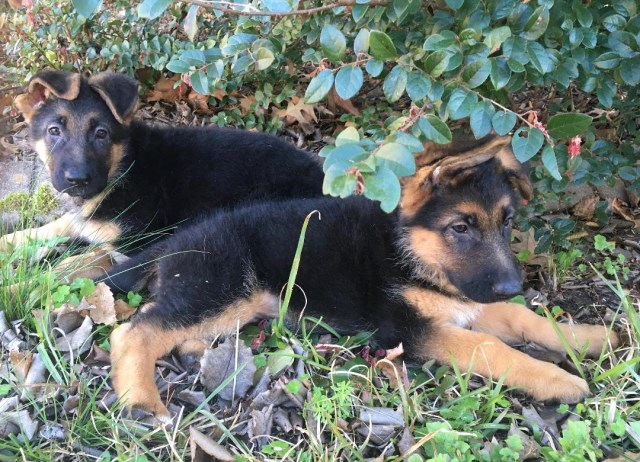 GSD puppies from EUROPEAN IMPORTED PARENTS