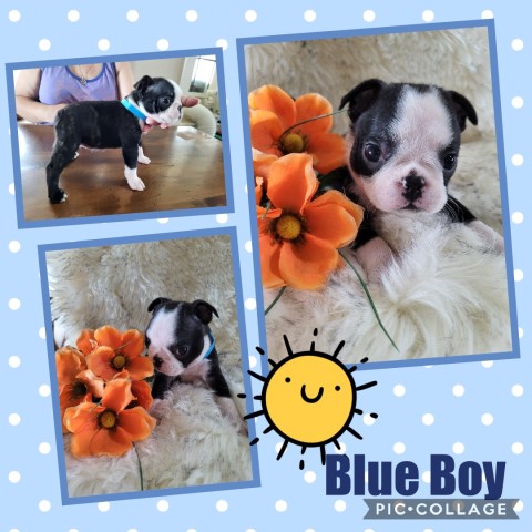 Boston Terrier puppy for sale + 66037