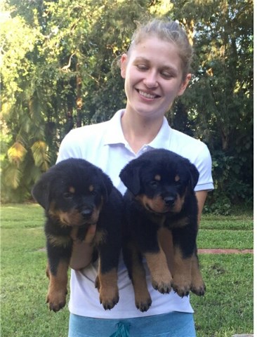 Rottweiler puppy for sale + 53175