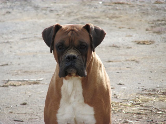Boxer puppy for sale + 51881