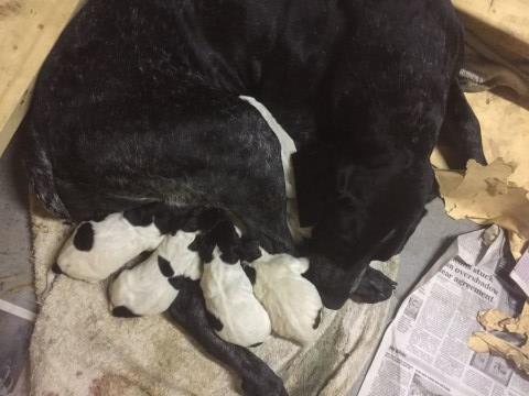 German Shorthaired Pointer puppy for sale + 54534
