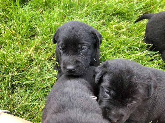 Labrador Retriever puppy for sale + 56681