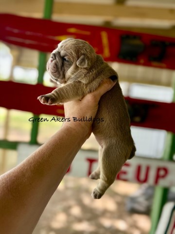 English Bulldog, F, Blue Fawn, gen health tested CLEAR