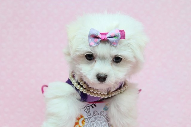 Maltipoo puppy for sale + 56527