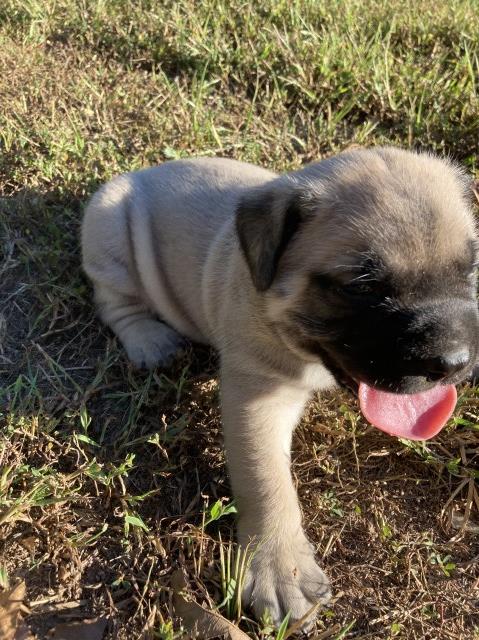 English Mastiff