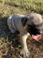 English Mastiff Mastiff for sale/adoption