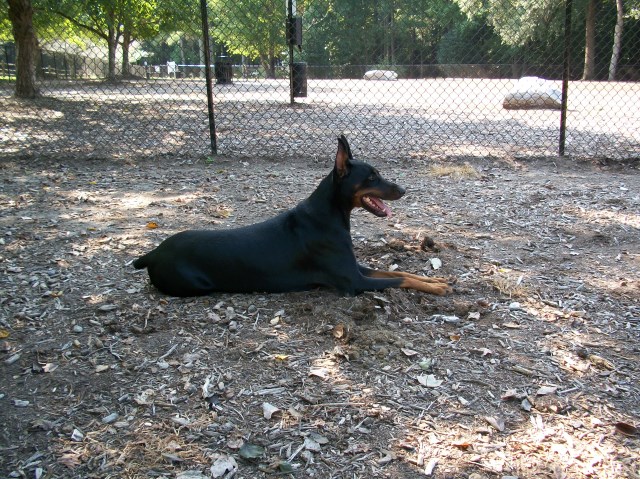 Dutchmeer Dobermans -Expecting Outstanding Christmas Puppies