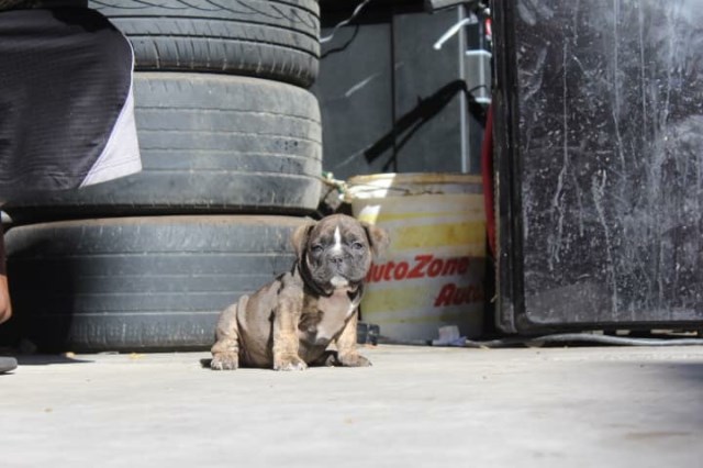 American Staffordshire Terrier puppy for sale + 54327