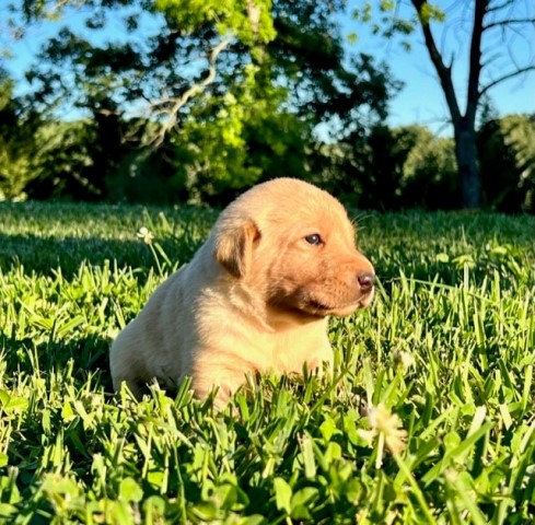 Labrador Retriever puppy for sale + 63604