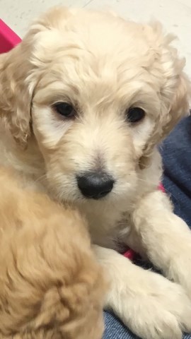 Beautiful Goldendoodle Puppy