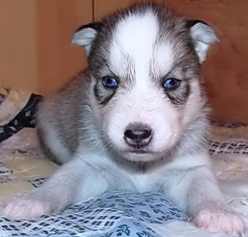 AKC Siberian Husky Expected Litters