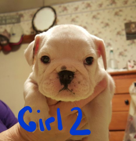 English Bulldog puppy for sale + 47945