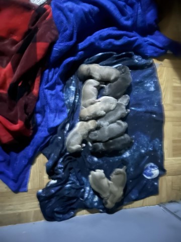 Tri color and blue nose puppies for sale