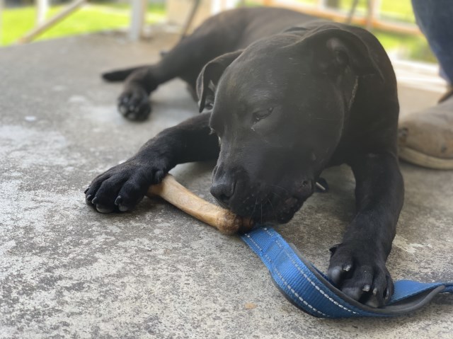 American Pit Bull Terrier Puppy Dog For Sale In Baltimore