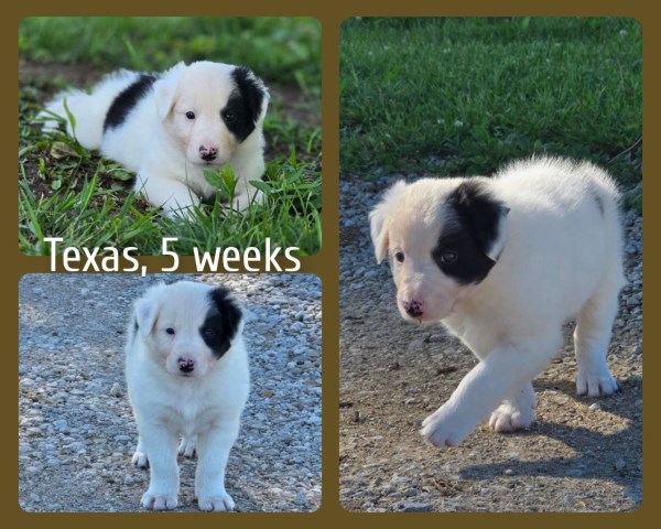 Male Border Collie Puppy For Sale