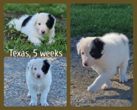 Male Border Collie Puppy For Sale Border Collie for sale/adoption
