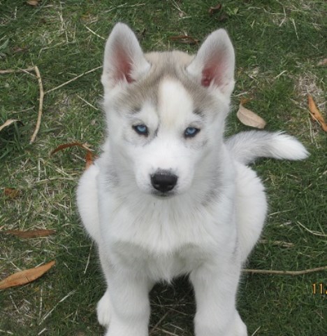 Siberian Husky puppy for sale + 54044