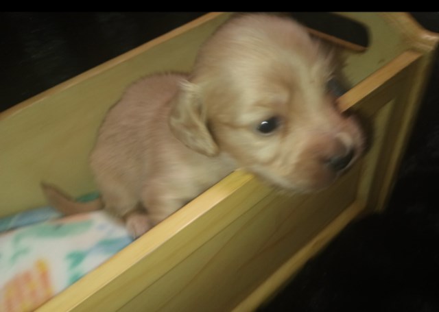 Longhair mini dachshund