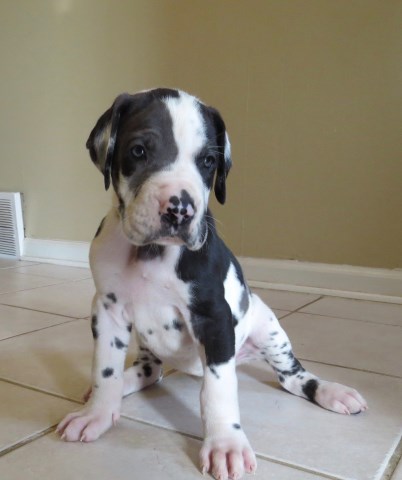 AKC Great Dane Puppies for Sale-Memphis, TN