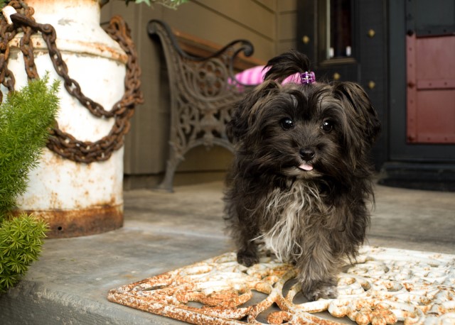 Micro Teacup Shih Tzu Designer, female puppy - JULIETTE