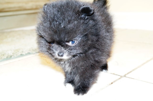 Pomeranian puppy for sale + 62194