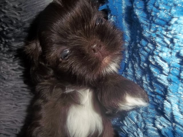 Shih Tzu puppy for sale + 62616