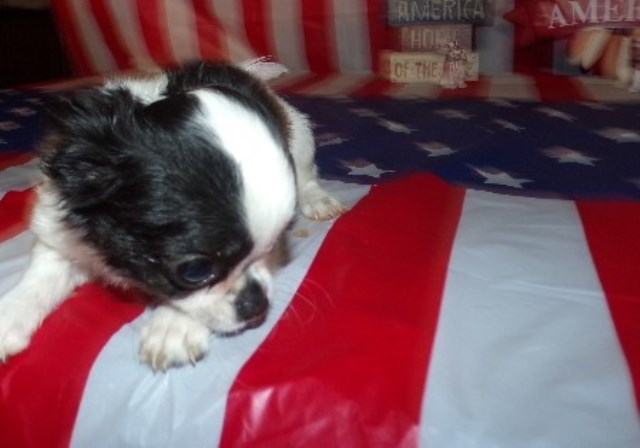 Chihuahua puppy for sale + 66462