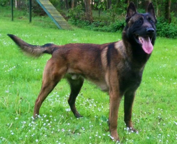 AKC Belgian Malinois Puppies For Sale PH1 Sire
