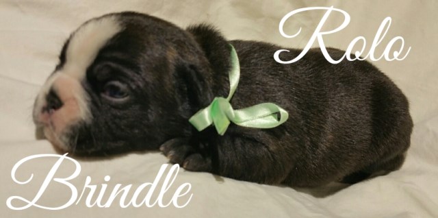 French Bulldog puppy for sale + 51210