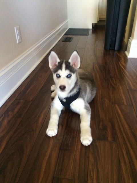 Handsome 12 week old Male Siberian Husky