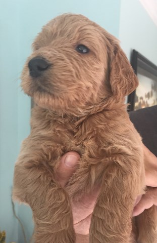 Goldendoodle Puppies