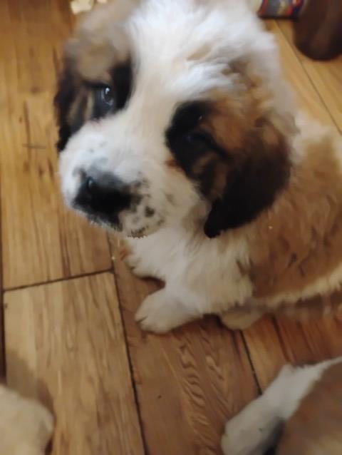 Saint Bernard puppies