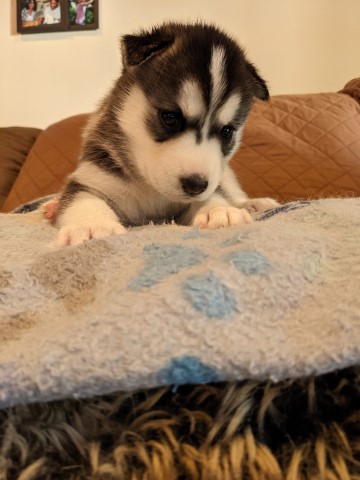 1 Male B&W Siberian Husky