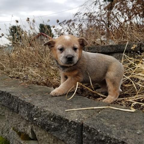 Big purebred female Red Heeler