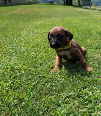 Rhodesian Ridgeback puppy for sale + 51084