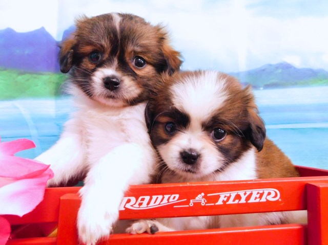 Cavalier King Charles Spaniel puppy for sale + 57252