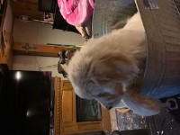 anwgoldendoodles Goldendoodle for sale/adoption