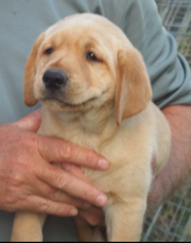 Golden Retriever puppy for sale + 53987