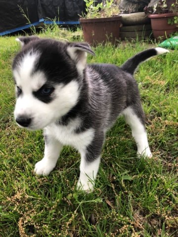 Siberian Husky puppy for sale + 56485