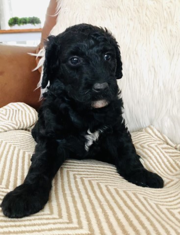 F1B Goldendoodle puppy female