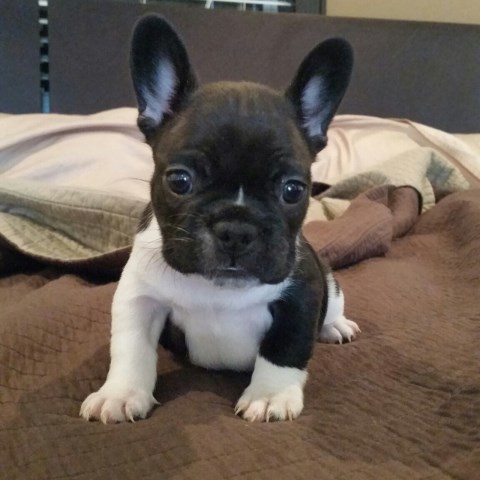 French Bulldog puppy for sale + 51743