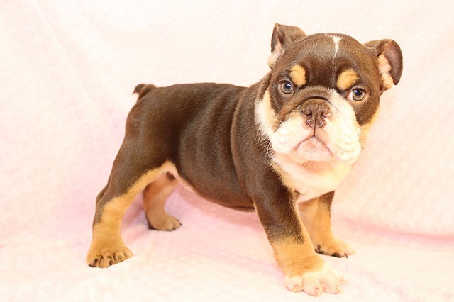 Bella - English Bulldog Puppy