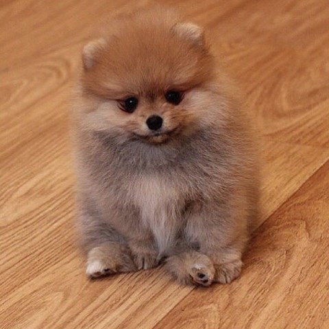 Pomeranian puppy for sale + 59104