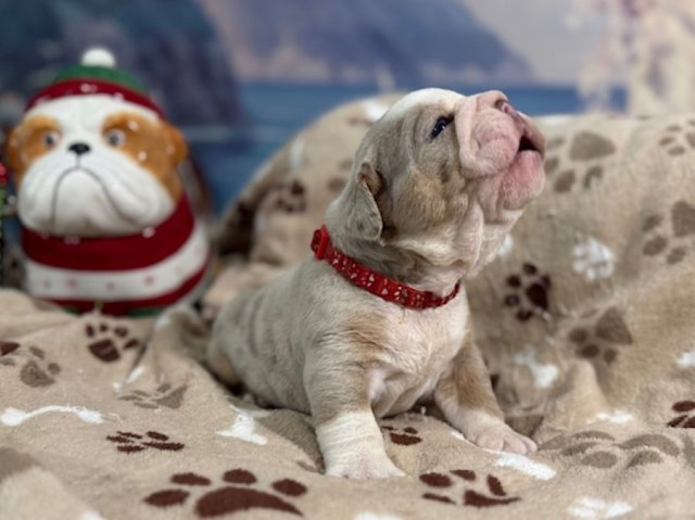 English Bulldog, M, Lilac Merle, genetic health tested clear