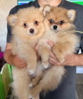 Pomeranian Puppies Looking for Their Forever Homes Pomeranian for sale/adoption