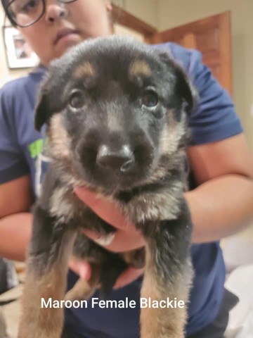 German Shepherd Dog puppy for sale + 59378