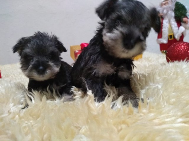 Standard Schnauzer puppy for sale + 59679