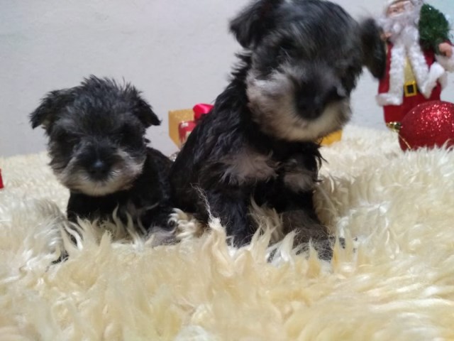 Standard Schnauzer puppy for sale + 59679