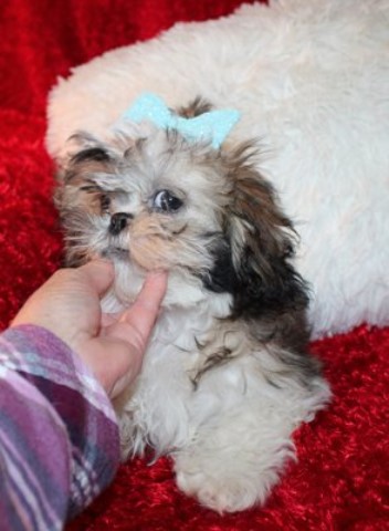 Reduced~ Shih Tzu Puppies brown and black parti